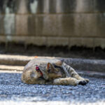 iPhone14・13・13Pro・12・12Proの春の風景壁紙を配信中