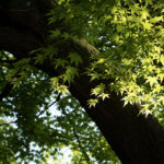 iPhone14plus・13ProMax・12ProMaxの春の風景壁紙を配信中