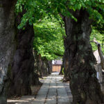 iPhone15Plus・iPhone15・14ProMaxの春の風景壁紙を配信中