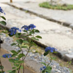 iPhone13Mini・12Miniのロック画面等の初夏の花の壁紙を配信中