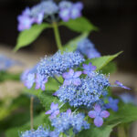 iPhone14・13・13Pro・12・12Proの初夏の花の壁紙を配信中