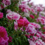 iPhone14plus・13ProMAX・12ProMaxの初夏の花の壁紙を配信中