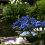 iPhone15Plus・iPhone15・14ProMaxの初夏の花の壁紙を配信中