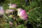 Twitterヘッダー用の初夏の花の画像を配信中