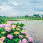 iPhone14・13・13Pro・12・12Proの初夏の風景壁紙を配信中