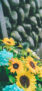 iPhone14Proのロック画面等の夏の風景壁紙