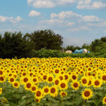 iPhone14plus・13ProMax・12ProMaxの夏の風景壁紙を配信中