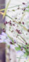 iPhone14・13・13Pro・12・12Proの秋の花の壁紙