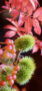 iPhone14ProMaxのロック画面等の秋の花の壁紙