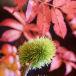 iPhone14・13・13Pro・12・12Proの秋の花の壁紙を配信中