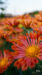 LINEプロフィール背景用秋の花の画像