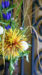 LINEプロフィール背景用秋の花の画像