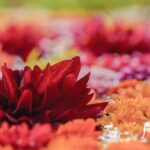 LINEプロフィール背景用秋の花の画像を配信中