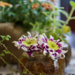 LINEプロフィール背景用秋の花の画像を配信中