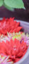 iPhone14・13・13Prp・12・12Proの秋の花の壁紙