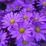 iPhone14・13・13Prp・12・12Proの秋の花の壁紙を配信中