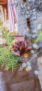 iPhone14・13・13 Pro・12・12 Pro の秋の花の壁紙