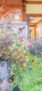 iPhone15Plus・15ProMax・iPhone14ProMaxの秋の花の壁紙